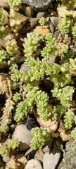 Sedum