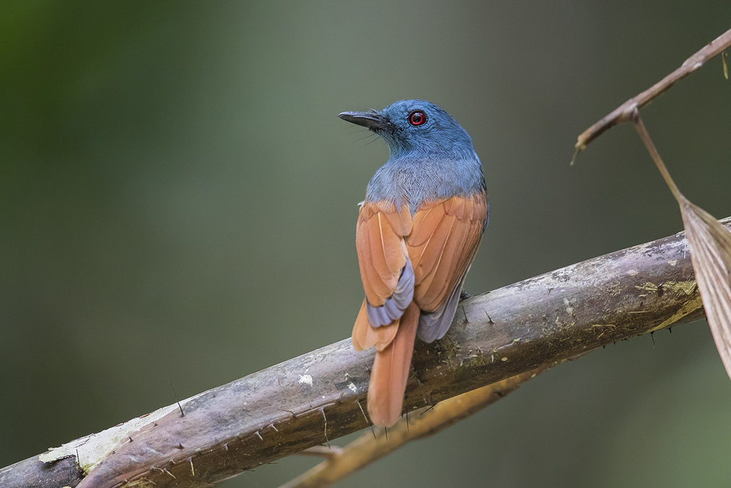 Rufous-winged Philentoma photo