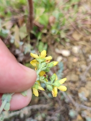 Hypericum tomentosum