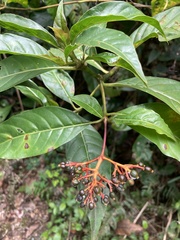Palicourea croceoides