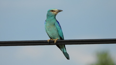 Coracias garrulus