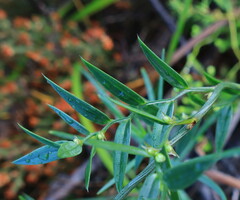 Asparagus kraussianus