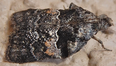 Satole ligniperdalis