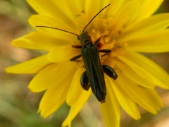 Oedemera flavipes