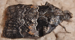 Satole ligniperdalis