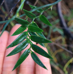 Asparagus kraussianus
