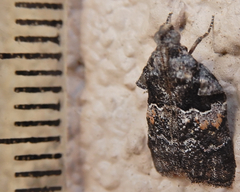 Satole ligniperdalis