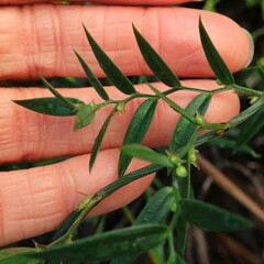 Asparagus kraussianus