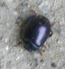 Chrysolina sturmi