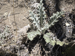 Cirsium occidentale