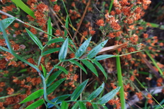 Asparagus kraussianus