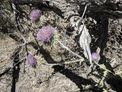 Cirsium occidentale