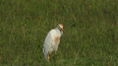 Bubulcus ibis
