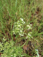 Cnidium monnieri