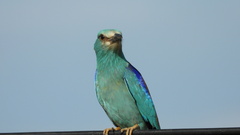 Coracias garrulus