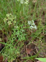 Cnidium monnieri