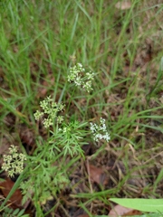 Cnidium monnieri