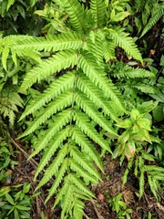 Woodwardia japonica