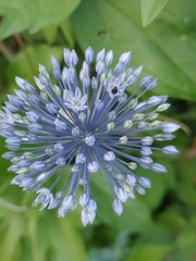 Allium caeruleum
