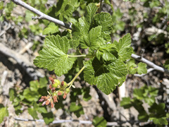 Ribes nevadense
