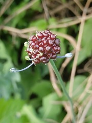 Allium caeruleum