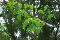Mussaenda shikokiana