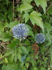 Allium caeruleum