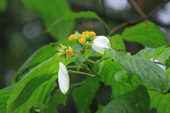 Mussaenda shikokiana