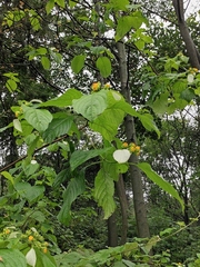Mussaenda shikokiana