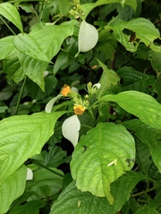 Mussaenda shikokiana