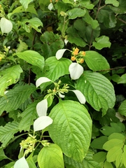 Mussaenda shikokiana