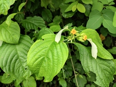 Mussaenda shikokiana