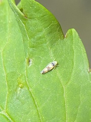 Erythroneura elegans