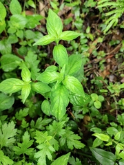 Dicliptera chinensis