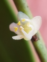 Salaciopsis sparsiflora