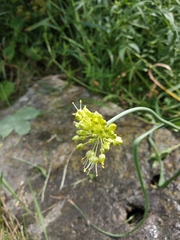 Allium obliquum