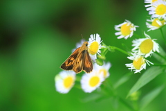 Ampittia dioscorides