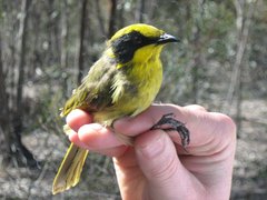 Yellow-Tufted Honeyeater photo 5