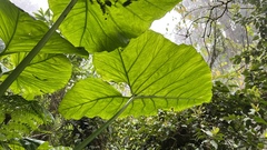 Xanthosoma poeppigii