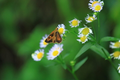Ampittia dioscorides