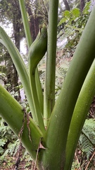 Xanthosoma poeppigii