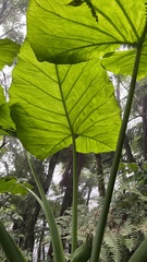 Xanthosoma poeppigii