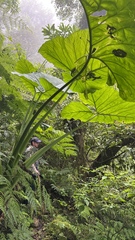 Xanthosoma poeppigii