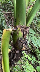 Xanthosoma poeppigii