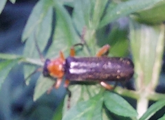 Cantharis pellucida