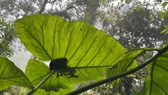 Xanthosoma poeppigii