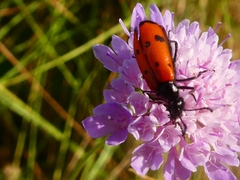 Mylabris quadripunctata