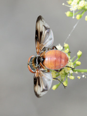Ectophasia oblonga