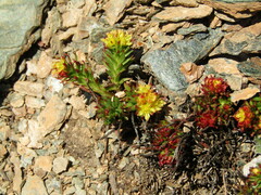 Rhodiola quadrifida