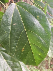 Alchornea latifolia